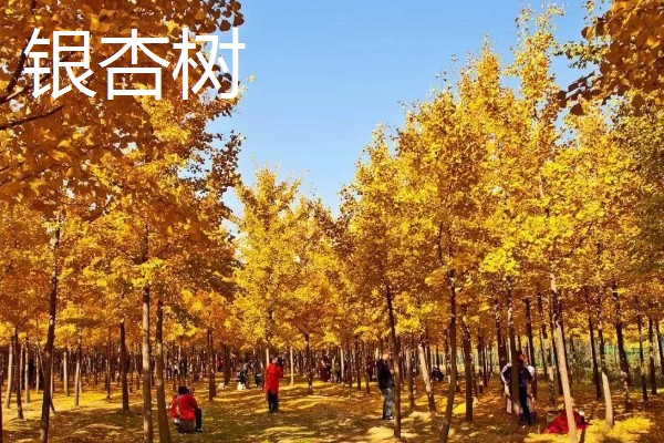 北方适合种什么有经济效益的树，五角枫、银杏树、花椒树等品种是不错的选择