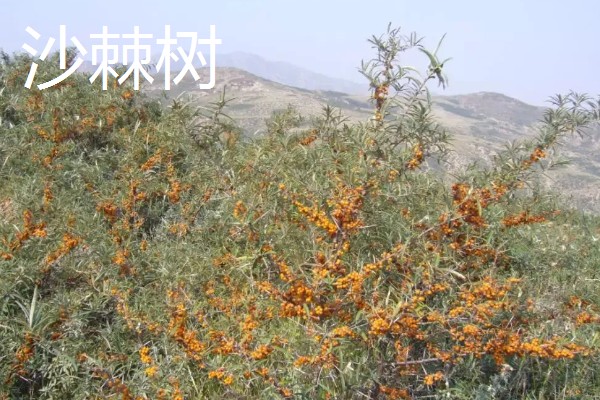 北方适合种什么有经济效益的树，五角枫、银杏树、花椒树等品种是不错的选择