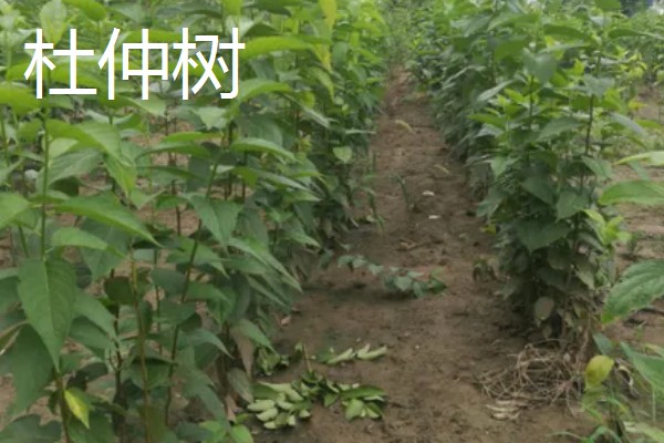 北方适合种什么有经济效益的树，五角枫、银杏树、花椒树等品种是不错的选择