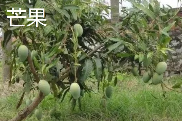 北方适合种什么有经济效益的树，五角枫、银杏树、花椒树等品种是不错的选择