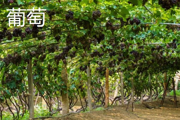 北方适合种什么有经济效益的树，五角枫、银杏树、花椒树等品种是不错的选择