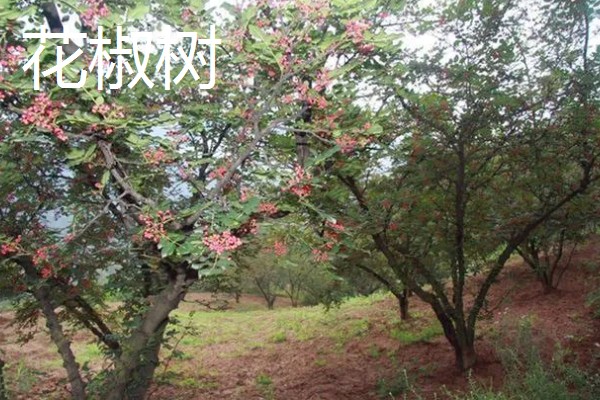 北方适合种什么有经济效益的树，五角枫、银杏树、花椒树等品种是不错的选择