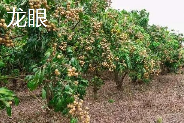 北方适合种什么有经济效益的树，五角枫、银杏树、花椒树等品种是不错的选择