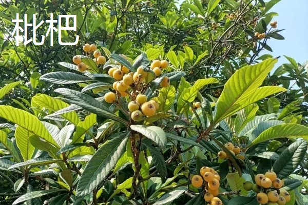 北方适合种什么有经济效益的树，五角枫、银杏树、花椒树等品种是不错的选择