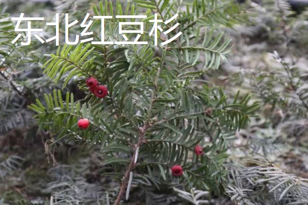 北方适合种什么有经济效益的树，五角枫、银杏树、花椒树等品种是不错的选择