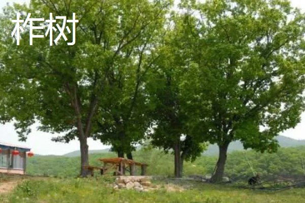 北方适合种什么有经济效益的树，五角枫、银杏树、花椒树等品种是不错的选择