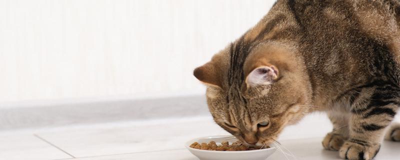 会影响猫的食欲的因素，环境、食物大小等均会影响