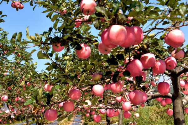 怎么提高苹果的产量，人工授粉可提高坐果率