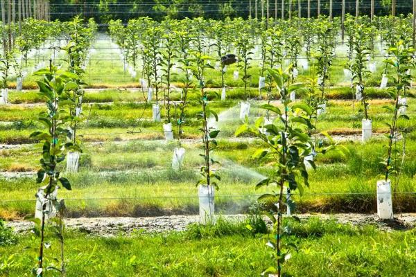 怎么提高苹果的产量，人工授粉可提高坐果率