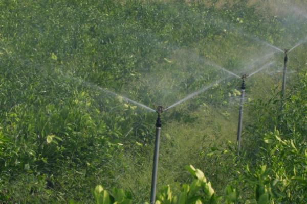 怎么提高苹果的产量，人工授粉可提高坐果率