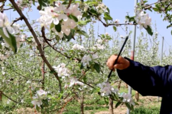 怎么提高苹果的产量，人工授粉可提高坐果率