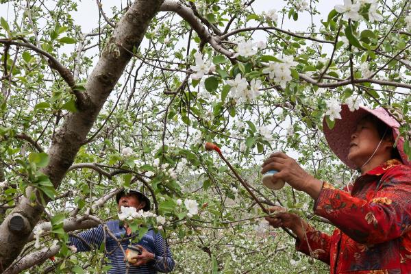 怎么提高苹果的产量，人工授粉可提高坐果率