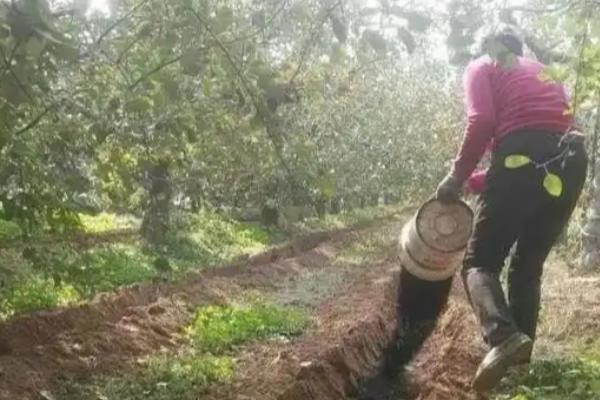 怎么提高苹果的产量，人工授粉可提高坐果率