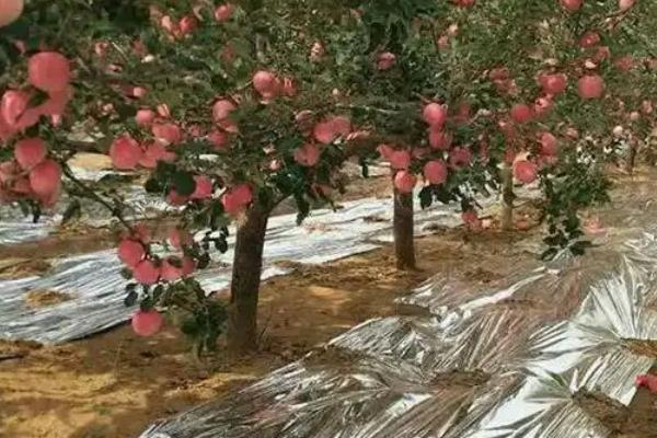 怎么提高苹果的产量，人工授粉可提高坐果率