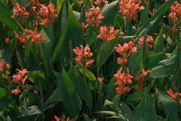 美人蕉简介，是多年生本草植物