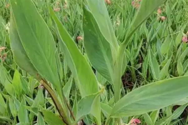 美人蕉简介，是多年生本草植物