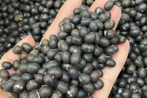 美人蕉简介，是多年生本草植物