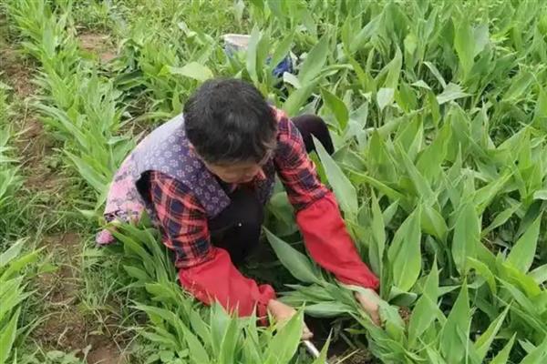 美人蕉简介，是多年生本草植物