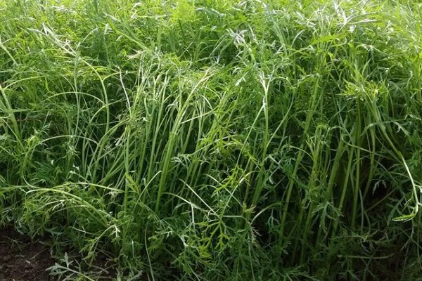 芦蒿和茼蒿的区别,科属、外观、用途都不同