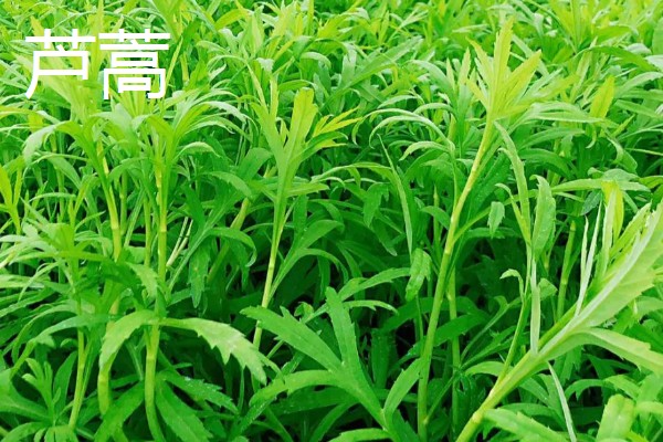 芦蒿和茼蒿的区别,科属、外观、用途都不同