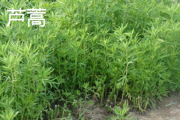 芦蒿和茼蒿的区别,科属、外观、用途都不同