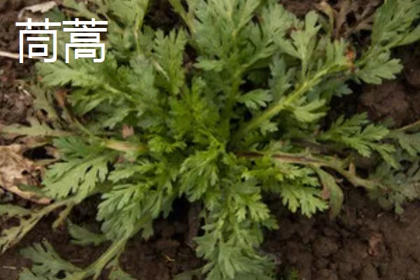 芦蒿和茼蒿的区别,科属、外观、用途都不同