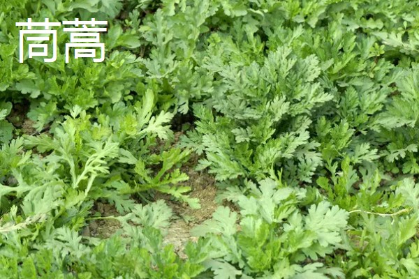 芦蒿和茼蒿的区别,科属、外观、用途都不同