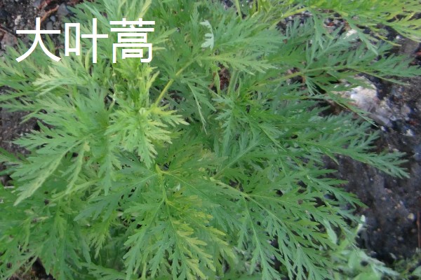 芦蒿和茼蒿的区别,科属、外观、用途都不同
