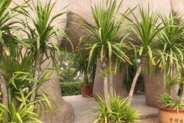 哪种植物是树木中的老寿星,龙血树能存活800-1000年左右