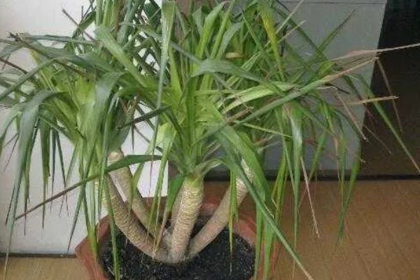 哪种植物是树木中的老寿星,龙血树能存活800-1000年左右