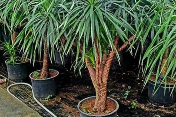 哪种植物是树木中的老寿星,龙血树能存活800-1000年左右