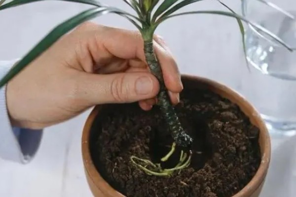 哪种植物是树木中的老寿星,龙血树能存活800-1000年左右