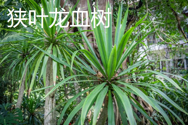 哪种植物是树木中的老寿星,龙血树能存活800-1000年左右