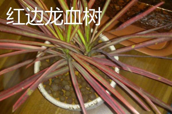 哪种植物是树木中的老寿星,龙血树能存活800-1000年左右