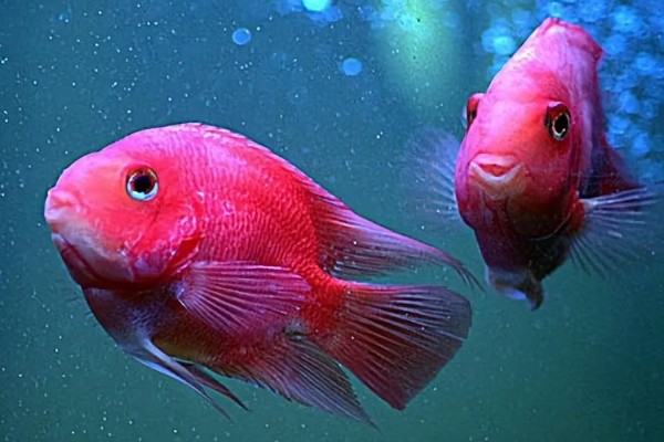 鹦鹉鱼能不能用冷水养活,无法适应太低的水温