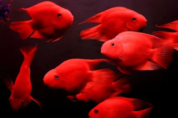 鹦鹉鱼能不能用冷水养活,无法适应太低的水温