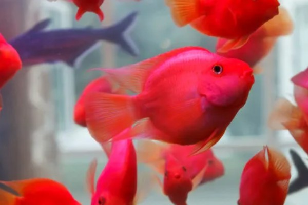 鹦鹉鱼能不能用冷水养活,无法适应太低的水温