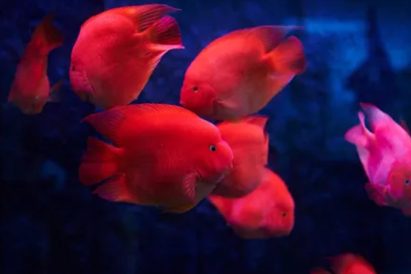 鹦鹉鱼能不能用冷水养活,无法适应太低的水温