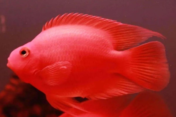 鹦鹉鱼能不能用冷水养活,无法适应太低的水温