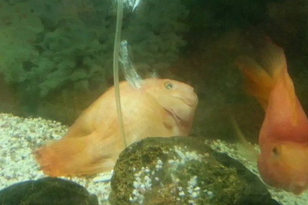 鹦鹉鱼能不能用冷水养活,无法适应太低的水温