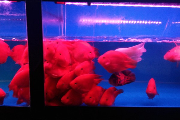 鹦鹉鱼能不能用冷水养活,无法适应太低的水温