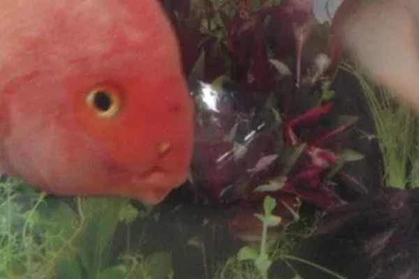 鹦鹉鱼能不能用冷水养活,无法适应太低的水温