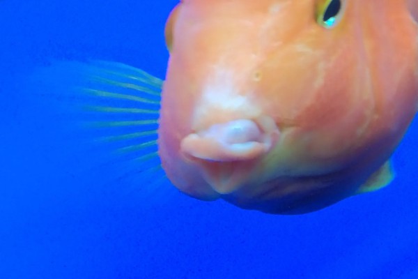 鹦鹉鱼能不能用冷水养活,无法适应太低的水温