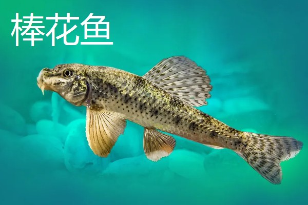 棒花鱼和虾虎鱼有什么区别,形态、习性、分布范围都不同