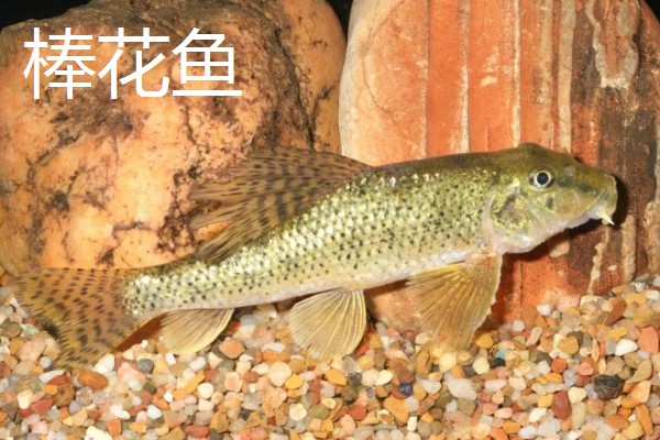 棒花鱼和虾虎鱼有什么区别,形态、习性、分布范围都不同