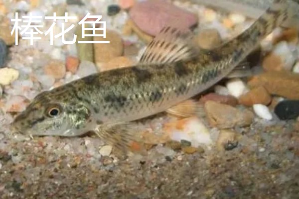 棒花鱼和虾虎鱼有什么区别,形态、习性、分布范围都不同