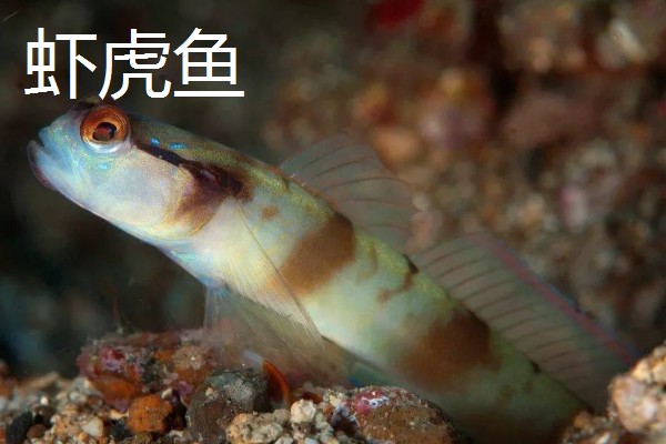 棒花鱼和虾虎鱼有什么区别,形态、习性、分布范围都不同