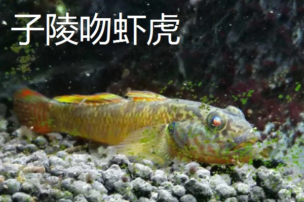 棒花鱼和虾虎鱼有什么区别,形态、习性、分布范围都不同