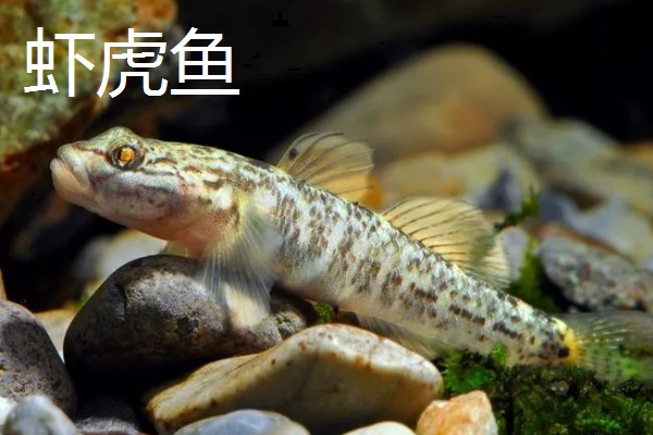 棒花鱼和虾虎鱼有什么区别,形态、习性、分布范围都不同