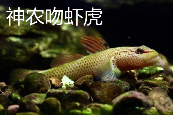 棒花鱼和虾虎鱼有什么区别,形态、习性、分布范围都不同